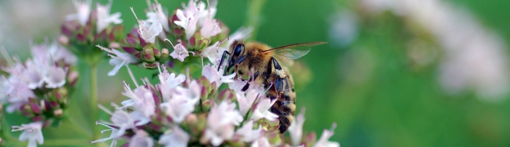 Photograph of a honey bee in residential landscape design by Naturescape Designs landscape designer