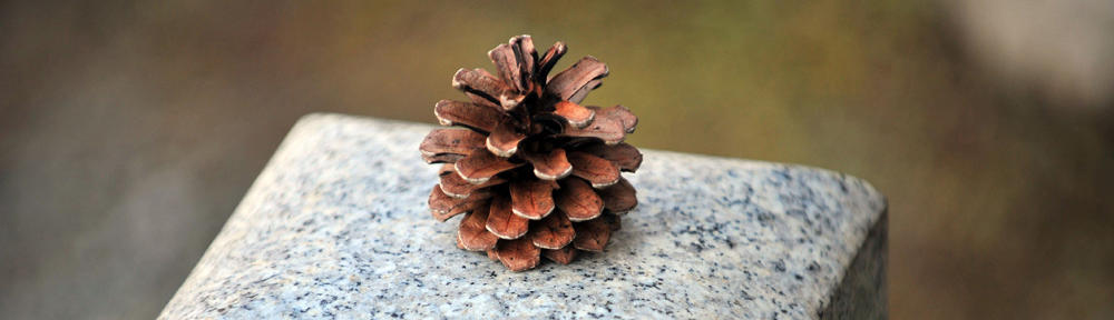 Photograph of a pine cone in residential landscape design by Naturescape Designs landscape designer