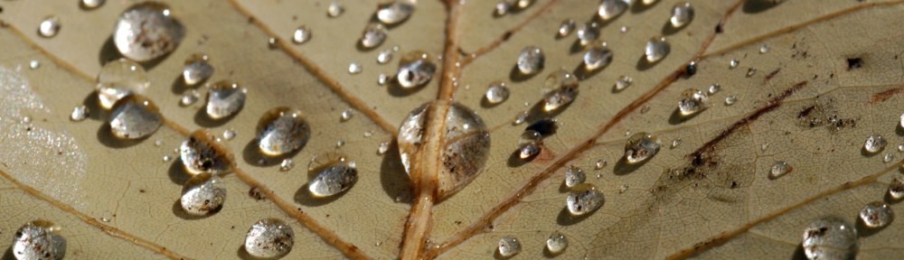 Photograph of a dew on a leaf in a residential landscape design by Naturescape Designs landscape designer